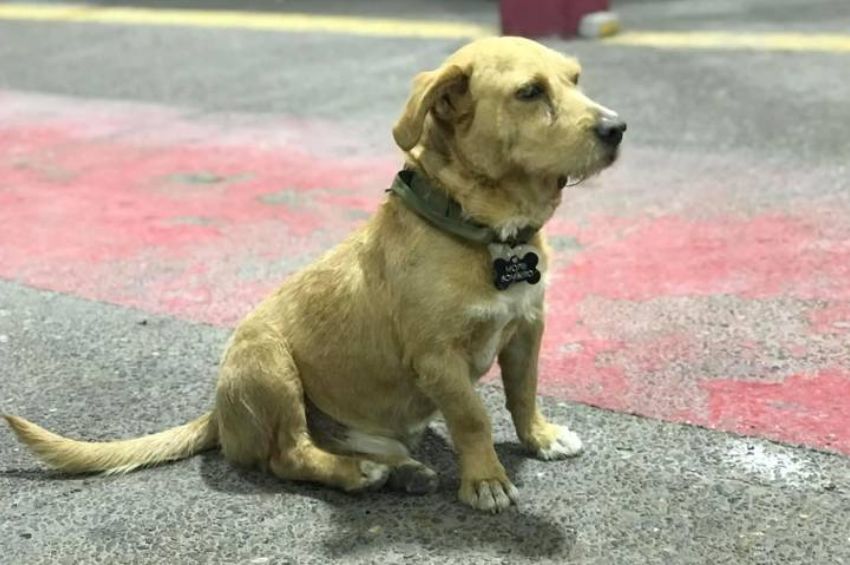 Muere Mopri: el perrito bombero de Tamaulipas, “era valiente y leal”