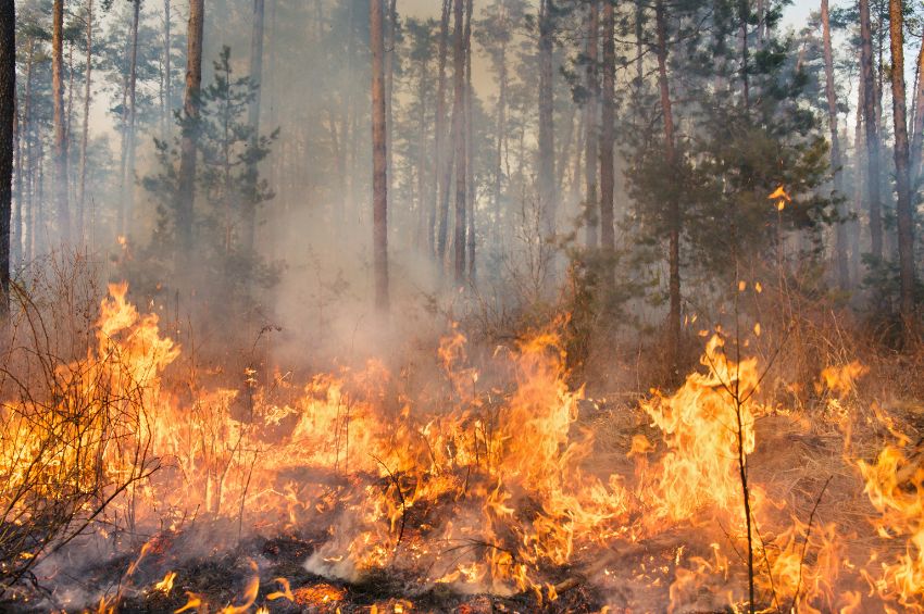 Dantesco incendio forestal en Tamaulipas; ahora en Ciudad Mante