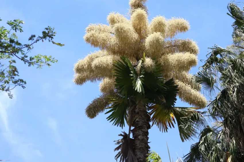 Avistan por primera vez, una planta que solo florece una vez en su vida para después morir