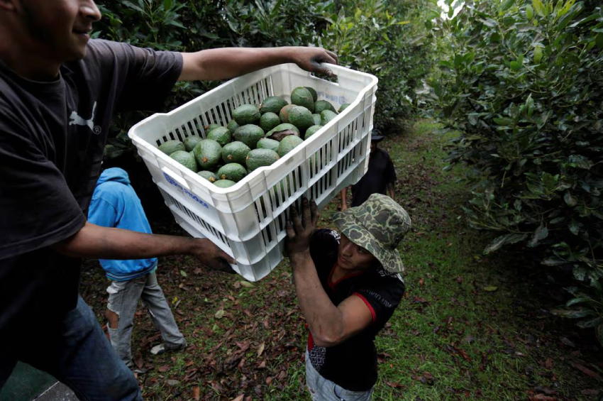 ¿Por qué EU suspendió temporalmente importación de aguacate michoacano?