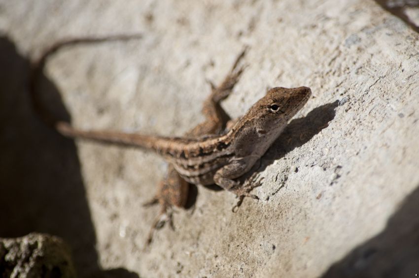 Qué quiere decir que aparezcan lagartijas en tu casa