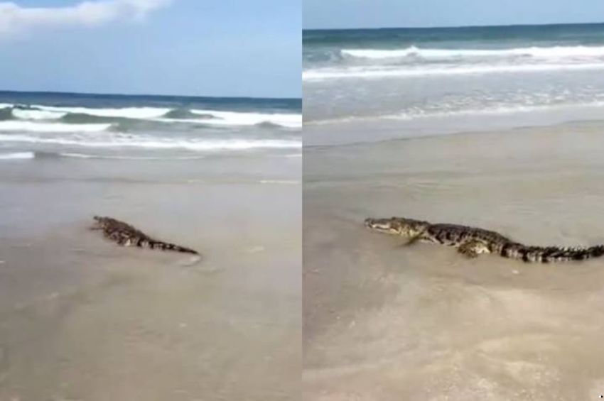 Alertan por avistamiento de cocodrilo en otra playa de Tamaulipas