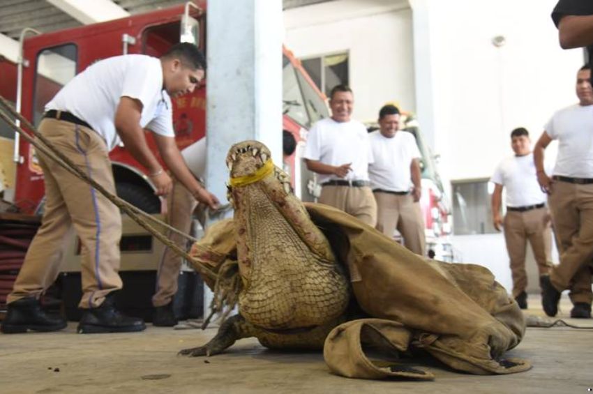 En Tamaulipas, reptiles invaden zonas urbanas: serpientes en la frontera y cocodrilos en el sur