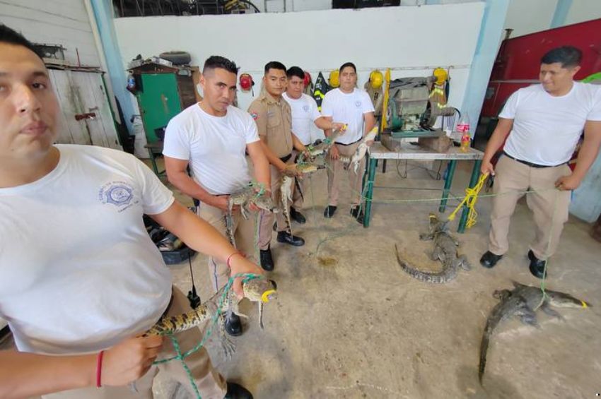 Captura de cocodrilos en Tamaulipas: en 24 horas, 17 ejemplares asegurados