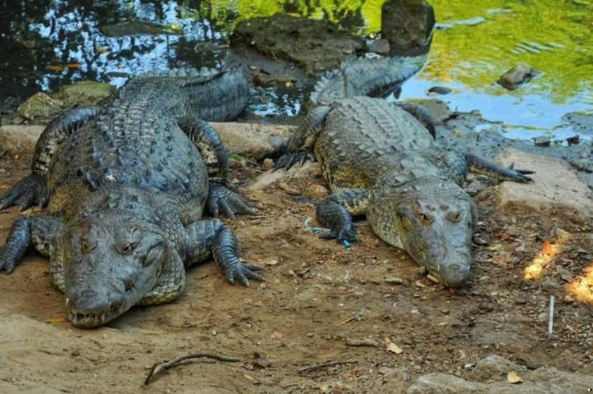 Cocodrilos sueltos en el sur de Tamaulipas: capturan más de 170 en una semana