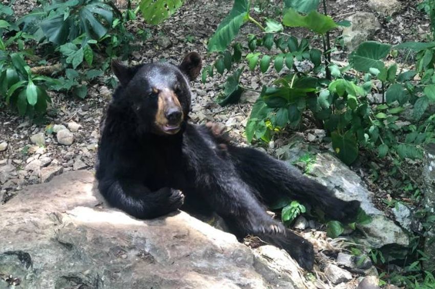 Instalan jaulas y cámaras en Tamaulipas para proteger al oso negro americano