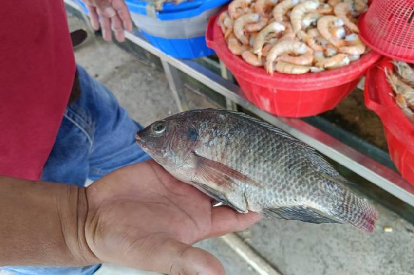 Tamaulipas pierde liderazgo acuícola: De exportar a EU a producción mínima