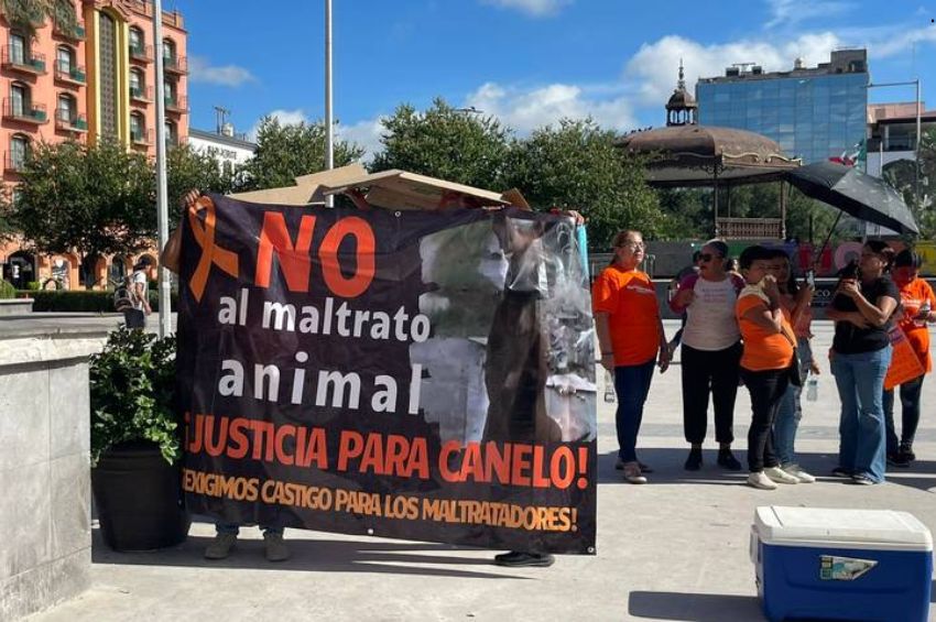 Justicia para ‘Canelo’: manifestación en Tamaulipas contra el maltrato animal