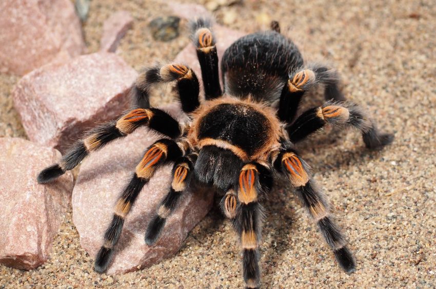 Científicos revelan que el veneno de esta peligrosa araña puede ayudar a combatir el cáncer