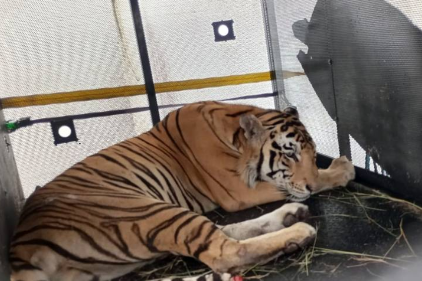 Capturan al tigre que se escapó en Reynosa, Tamaulipas, ¿dónde estaba?