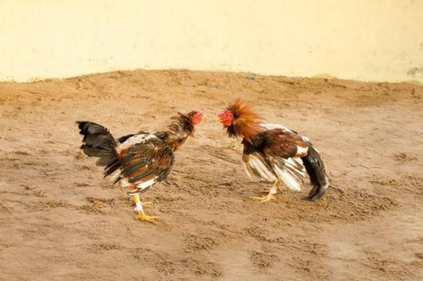 Contra la crueldad animal en Tamaulipas: van por prohibir corridas de toros y peleas de gallos