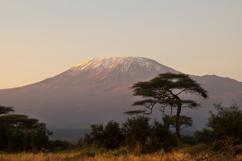 Gigante mamífero que se creía extinto desde hace décadas es avistado en África