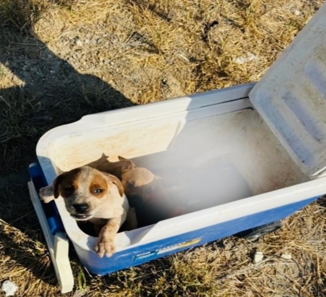 Encuentran a 6 cachorritos en una hielera; 3 murieron