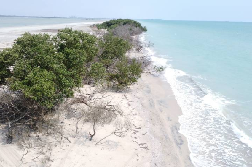 Los humedales de Tampico, un ecosistema en peligro de extinción, ¿estamos a tiempo de salvarlos?