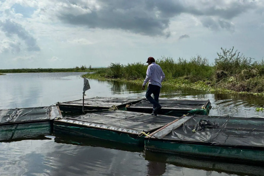 Laboratorio de reproducción de ostión y camarón: conoce el proyecto en Tamaulipas