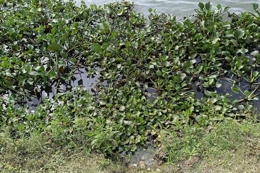 Lirio acuático: una plaga que amenaza los sistemas lagunarios de Tamaulipas