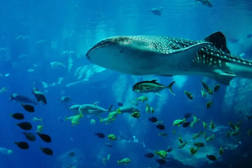 Estudio revela que este animal marino tiene una inteligencia muy desarrollada (no es el delfín)