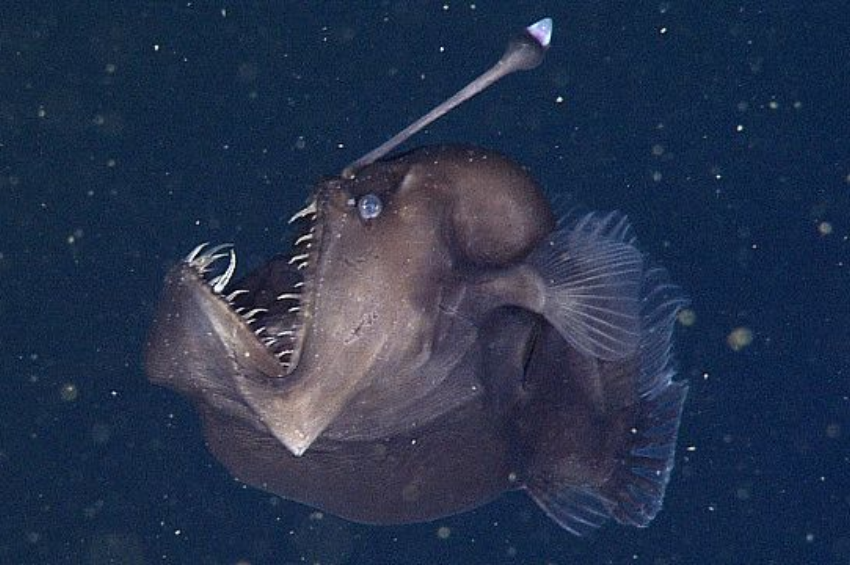 ¡Increíble hallazgo marino! Es avistado por primera vez en la historia un pez diablo negro en la superficie del agua