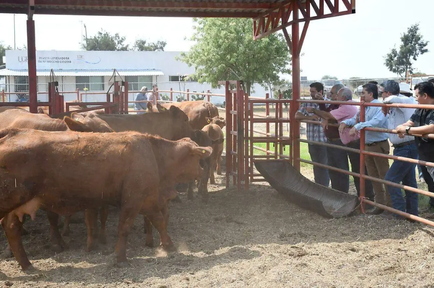 Cierre de frontera podría generar pérdidas de mil 200 mdp a ganaderos de Tamaulipas Cierre de frontera podría generar pérdidas de mil 200 mdp a ganaderos de Tamaulipas