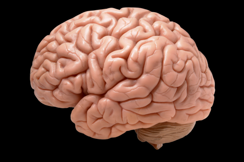 Tu cerebro podría contener una cucharada de microplásticos, según estudio Tu cerebro podría contener una cucharada de microplásticos, según estudio