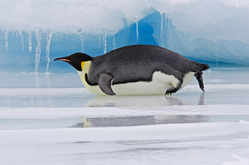 Estudio revela que el excremento de los pingüinos de la Antártida contribuye en el cambio climático Estudio revela que el excremento de los pingüinos de la Antártida contribuye en el cambio climático