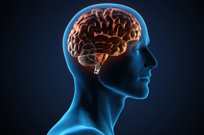 Estudio revela que los microplásticos en la sangre pueden causar trombosis cerebral Estudio revela que los microplásticos en la sangre pueden causar trombosis cerebral