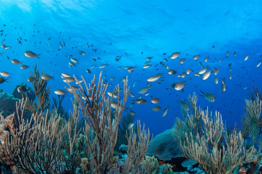 SRE celebra ratificación de Acuerdo sobre el Derecho del Mar