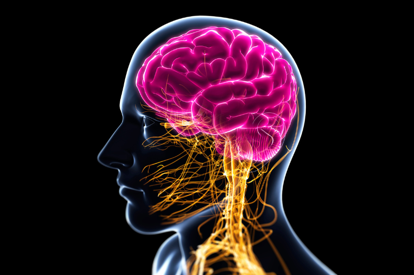 Científicos descubren cómo revertir la pérdida de memoria por medio de un mecanismo oculto en el cerebro Científicos descubren cómo revertir la pérdida de memoria por medio de un mecanismo oculto en el cerebro