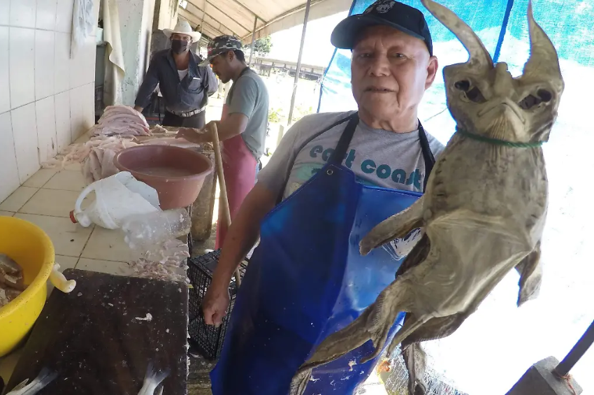 Pez diablo, una amenaza latente en Tamaulipas: creciente de ríos aumenta el peligro