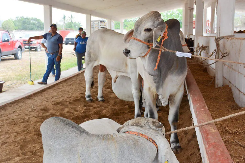 Ganaderos de Tamaulipas reportan pérdidas millonarias por cierre de frontera con Estados Unidos