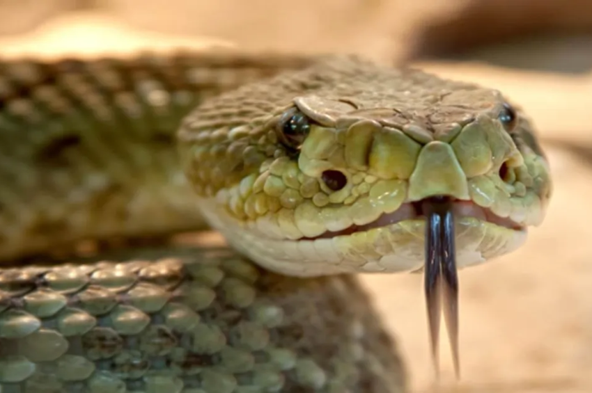 La Inteligencia Artificial crea nuevas proteínas capaces de neutralizar el veneno de serpiente