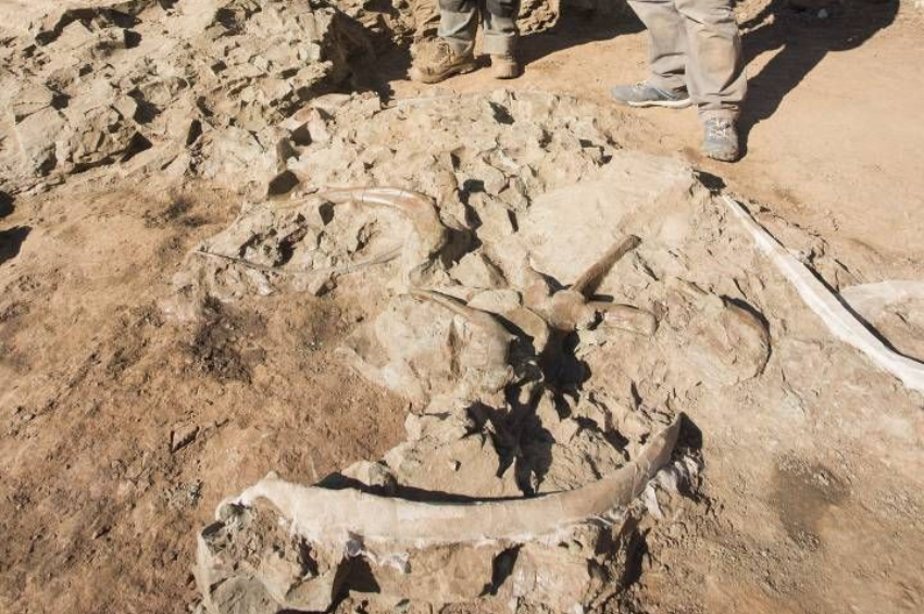 Investigadores descubren una nueva especie de dinosaurio en Argentina y cambia una historia evolutiva