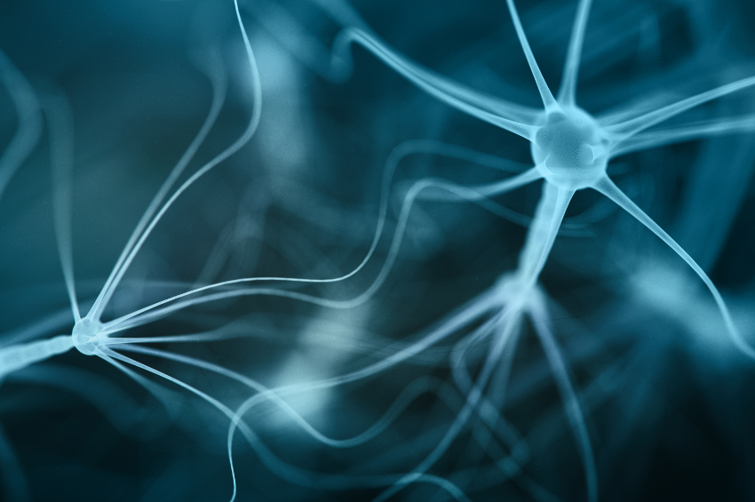 Estudio revela que las neuronas usan los triglicéridos como ‘combustible’ para funcionar