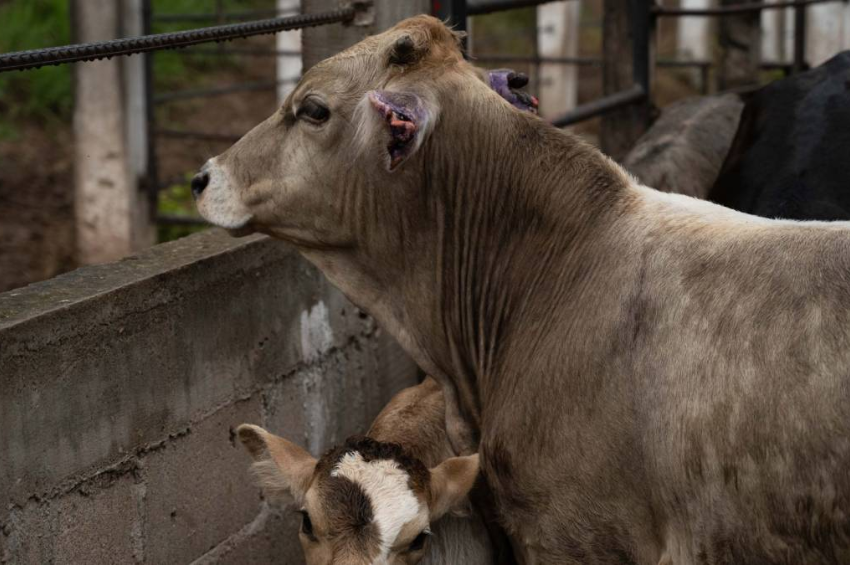 CNA respalda 5 acciones binacionales contra gusano barrenador