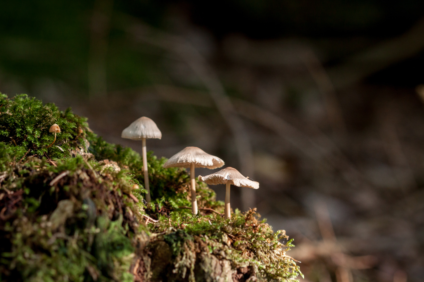 Los hongos están bajo amenaza; revelan mapa global y descubren que no están protegidos