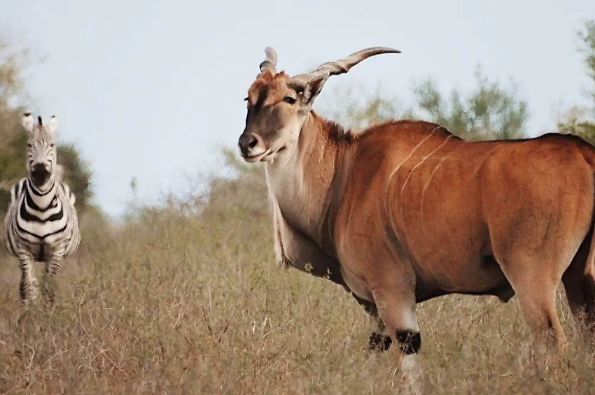 Tamaulipas tendrá su propio safari: podrás observar animales en libertad en el Parque Faunístico