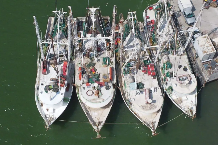 Pescadores de Tamaulipas prevén que veda de camarón concluya en octubre