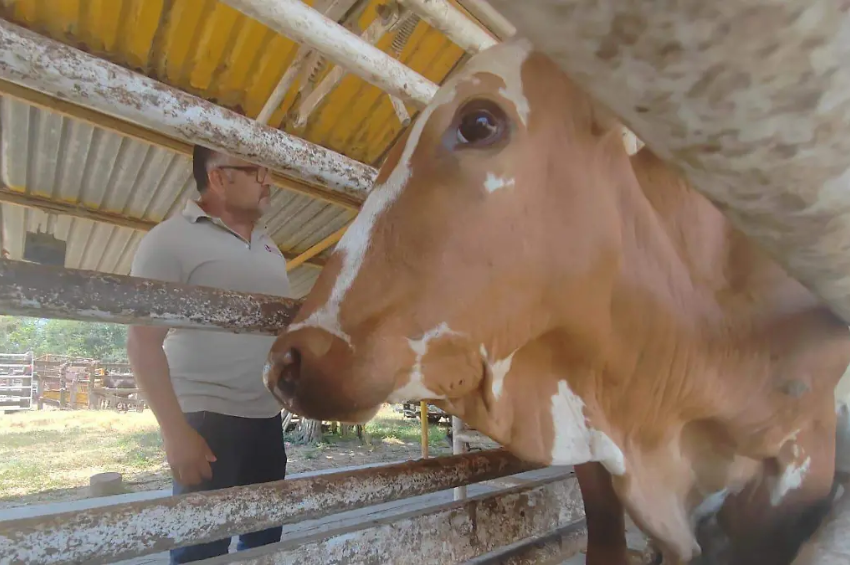 Tiene Tamaulipas 11 casos activos de gusano barrenador: González encabeza los registros