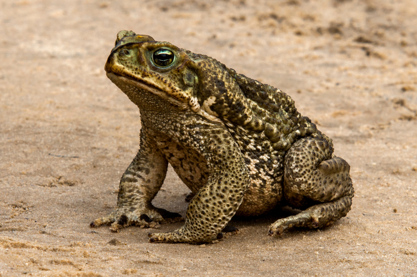 Animales que pueden “volver a la vida” después de estar congelados, según la ciencia
