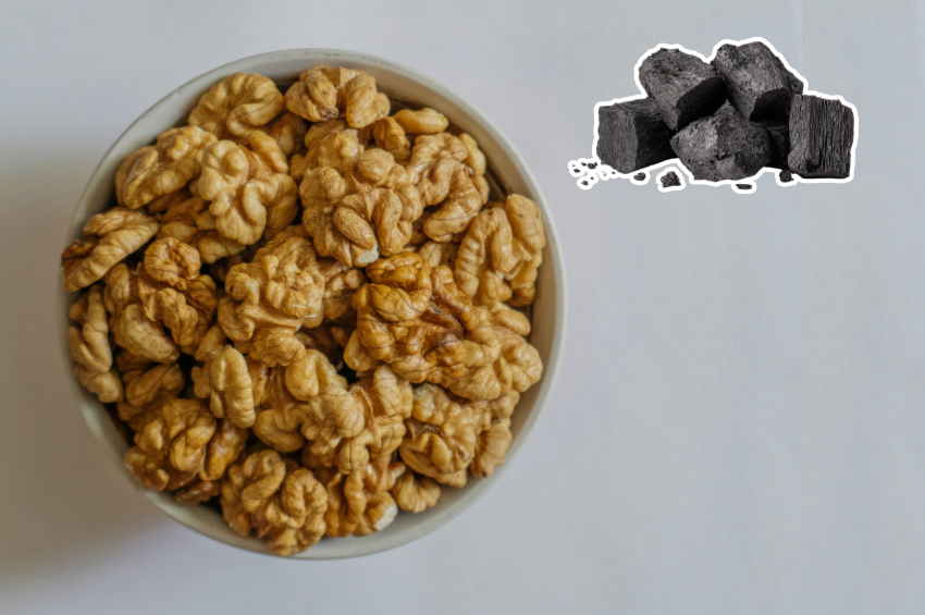 Productores de Chihuahua desarrollaron carbón ecológico a partir de cáscara de nuez