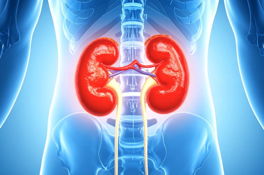 Científicos logran desarrollar riñones a partir de células madre que podrían revolucionar el tratamiento de la insuficiencia renal