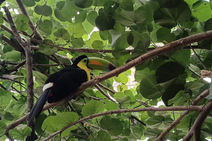 Biodiversidad en riesgo: el reto de proteger aves y áreas naturales en Tamaulipas