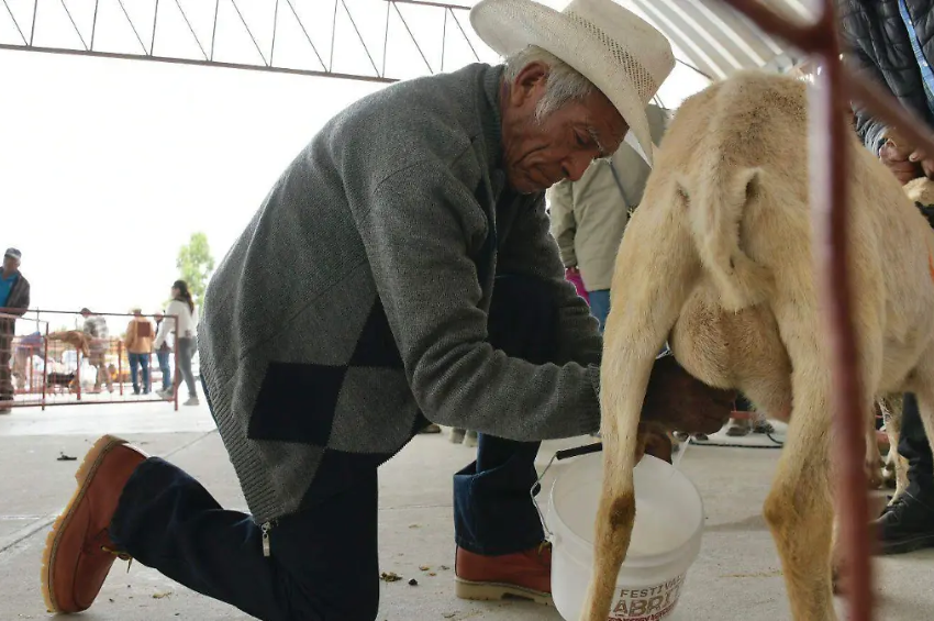 Abren convocatoria en Tamaulipas para adquisición de semillas: avena, cacahuate, frijol, maíz y sorgo