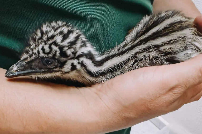 De Australia a Tamaulipas: nacen dos emús en Ciudad Victoria, una de las aves más rápidas del mundo