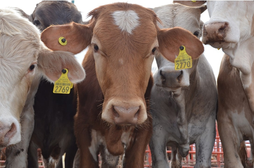 Frontera bajo vigilancia: refuerzan alertas ante riesgo del gusano barrenador