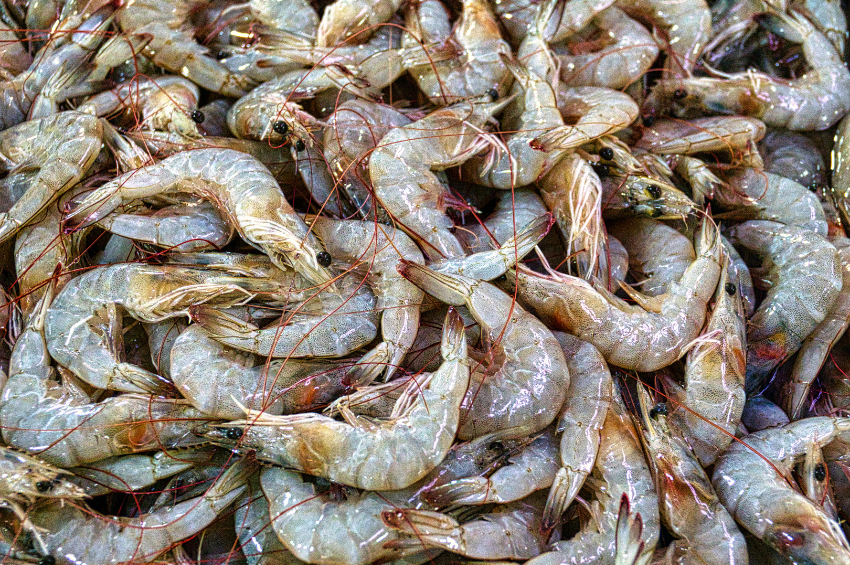 Arranca la veda de camarón en Tamaulipas y Veracruz para proteger la reproducción de la especie