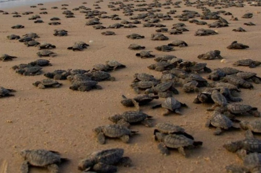 Temporada histórica: Tamaulipas supera los 207 mil huevos protegidos de tortuga lora