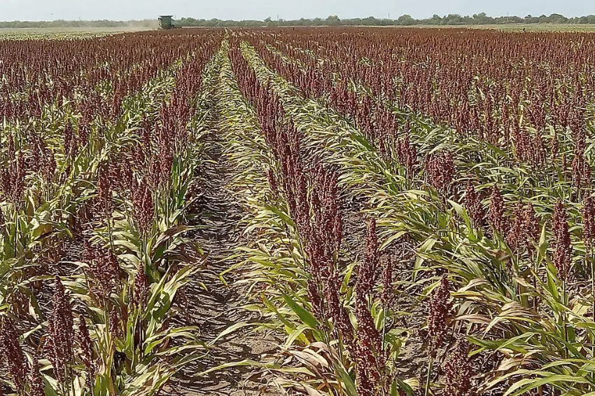 Crisis en el campo: producción de sorgo cae hasta 45% en Tamaulipas Crisis en el campo: producción de sorgo cae hasta 45% en Tamaulipas