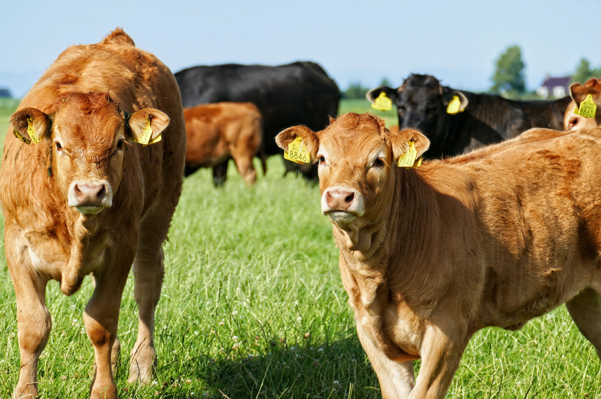Crece la preocupación en Texas por el Gusano Barrenador; productores piden medidas urgentes