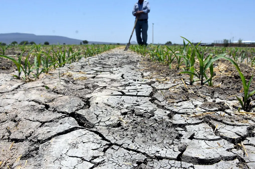 Crisis del sorgo escala en Tamaulipas: productores de San Fernando exigen apoyo urgente